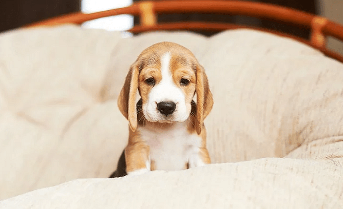 5 Strategies to Ensure a Smooth Introduction for Your New Pup Screenshot 4